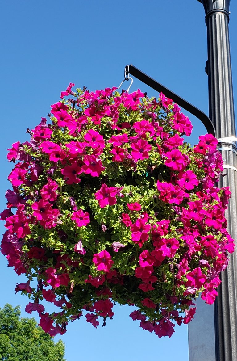 Town of Three Lakes, Oneida County, Wisconsin | Official Website of